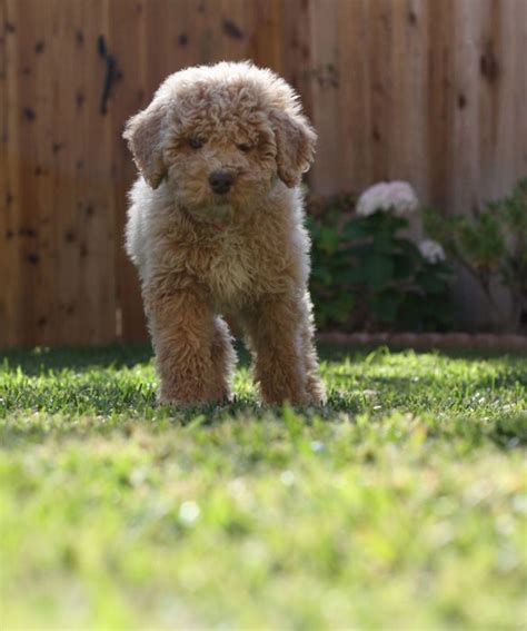 Big Curly Haired Dog Breeds - inbabu