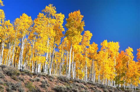 Pando L Albero Che Parla Scopri Cosa Ci Dice L Albero Di Anni