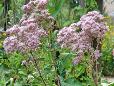 Wetland Plants Wild Ones Gibson Woods Chapter