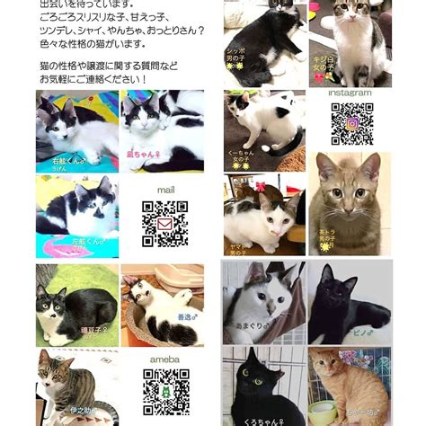 「保護猫譲渡会＠島忠八潮店」（ねこエイドのイベント 12024） ペットのおうち【里親決定25万頭！】