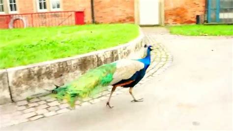 Walking My Peacock In A Park Youtube