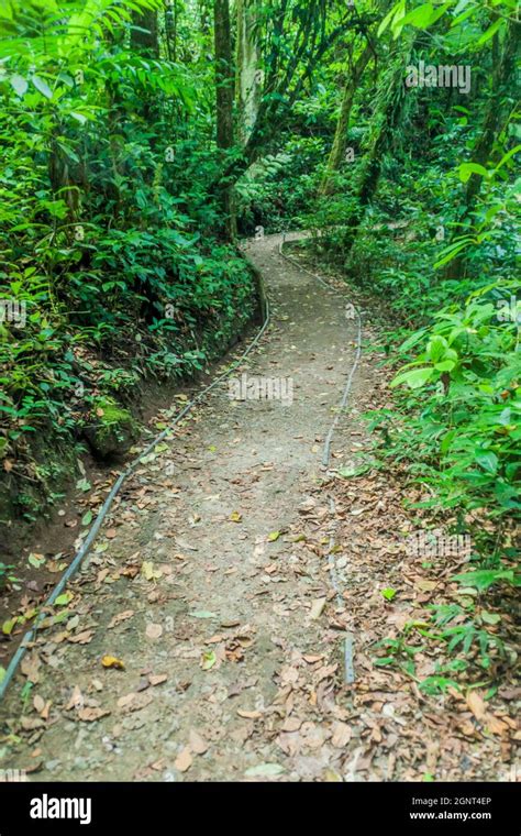 Hiking Trail In Cloud Forest Of Reserva Biologica Bosque Nuboso