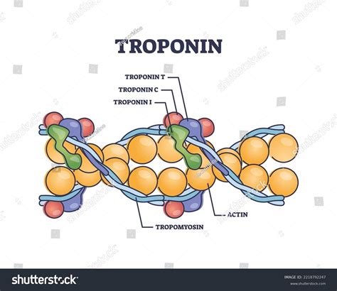 Troponin Complex Three Regulatory Proteins Structure Stock Vector (Royalty Free) 2218792247 ...