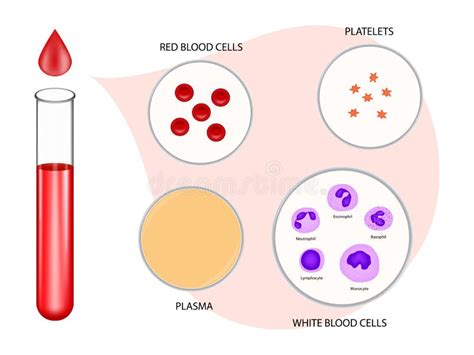 Composition of Blood Diagram Stock Vector - Illustration of body, leukocytes: 148692135