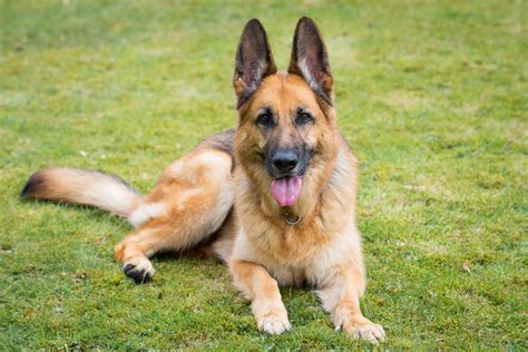 Do German Shepherds Have The Strongest Bite
