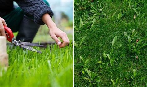 Lawn Weeds Six Easy Ways To Get Rid Of Weeds On Your Garden Grass