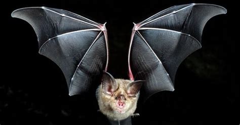 Bats Can See Into The Future With Their Sonar Capabilities Heres How