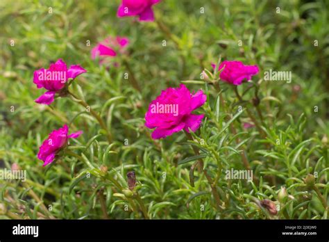 Vista De Marco Completo De Portulaca Grandiflora O Musgo Rosa Purslane