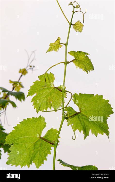 Vitis vinifera vinifera hi-res stock photography and images - Alamy