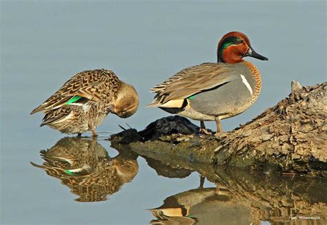 Green-winged Teal | Ducks Unlimited