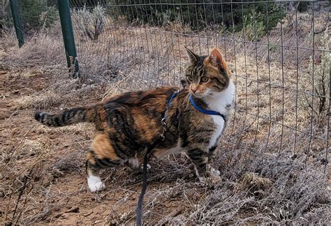 Quartzsite, AZ - BLM Camping | Hello everyone! Lyra and I are heading ...