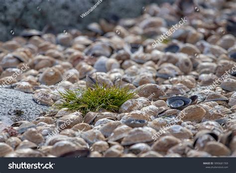 Photo Deschampsia Antarctica Antarctic Hair Grass Stock Photo ...