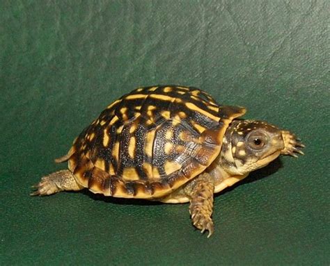 Ornate Box Turtle Facts And Pictures