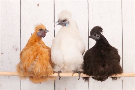 12 Silkie Chicken Colors & Varieties