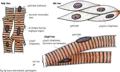 İskelet Ve Kas Sistemi