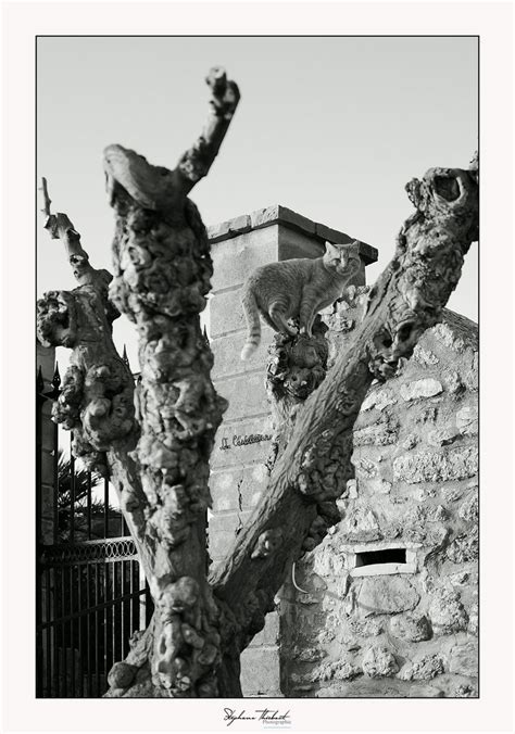 Un Bel Observatoire Chat Perch La Cadi Re D Azur St Phane