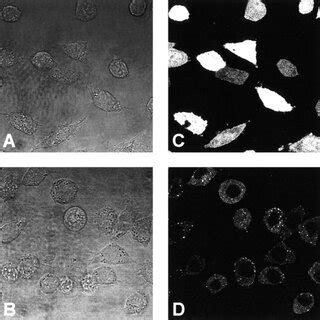 Subcellular localization of GFP and the fusion protein GFP/A20. Cells ... 