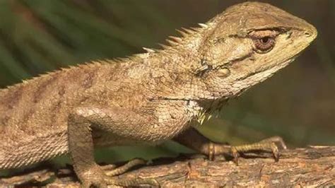 Large Dragon Lizard Discovered Is A New Species | GIANT FREAKIN ROBOT