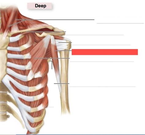 Vmla Back Shoulder P Flashcards Quizlet