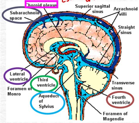 In-Vivo Brain: Shunt Patency Protocal Flashcards | Quizlet