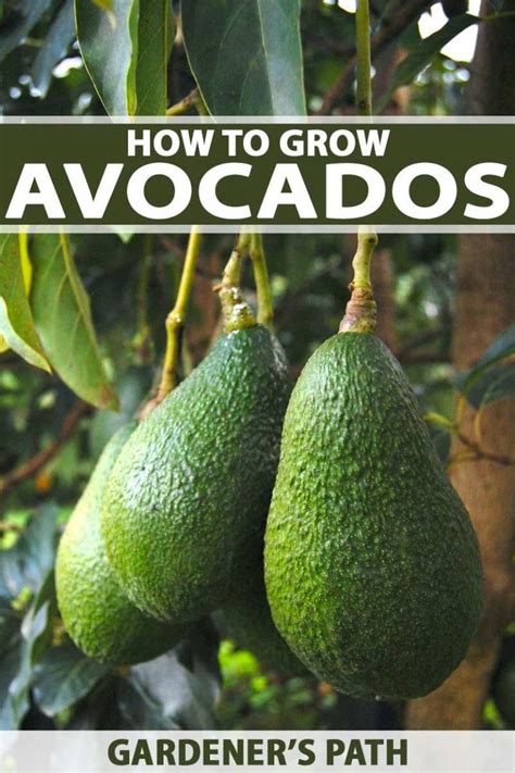 How To Grow And Care For Avocado Trees Gardeners Path Cultivo De