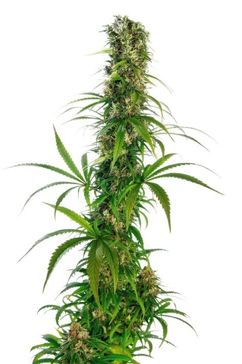 Eagle Bill Buy Sensi Seeds Cannabis Seeds