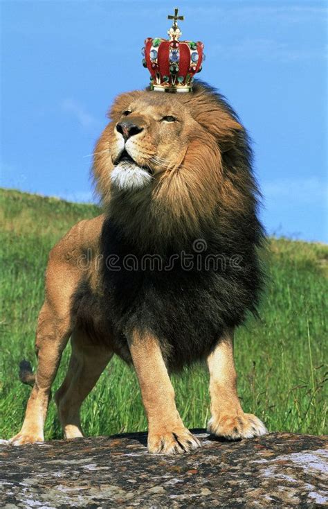 Lion Wearing Crown Stock Image Image Of Courage Wildlife 8064789