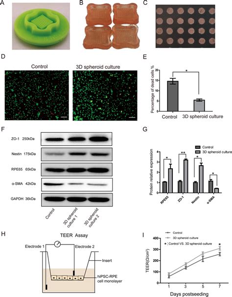 D Spheroid Culture Improved The Viability Of Hipsc Rpe And Helped In