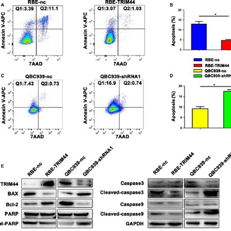 Trim Promotes Icc Cell Migration And Invasion In Vitro A Relative