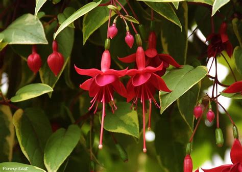 Fuchsia 'Golden Marinka' | Flickr - Photo Sharing!