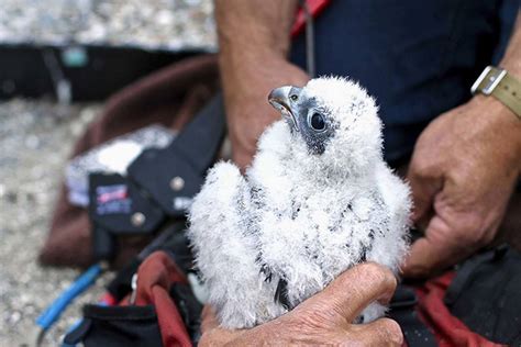 Baby Peregrine falcon dies after flying into window | Las Vegas Review ...