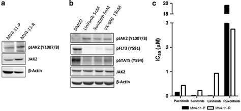 Activated Jak2 Signaling In Mv4 11 Cells After Selective Inhibition Of