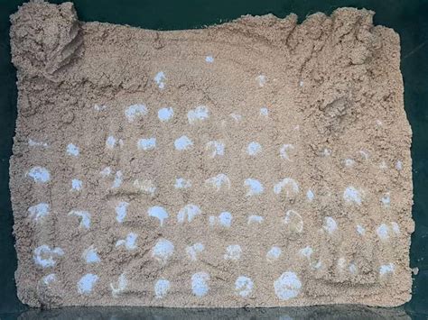 Third Leatherback Nest Found At Khao Lampi Beach