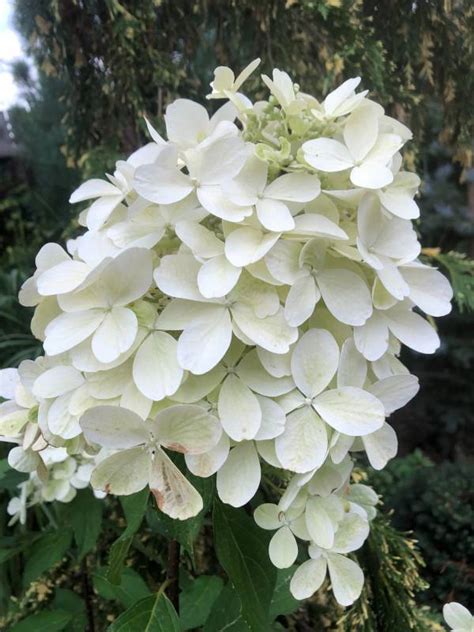 Zielono Zakr Ceni Hortensja Bukietowa Hydrangea Paniculata Panzola