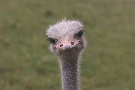 Consider the Ostrich | BirdNote