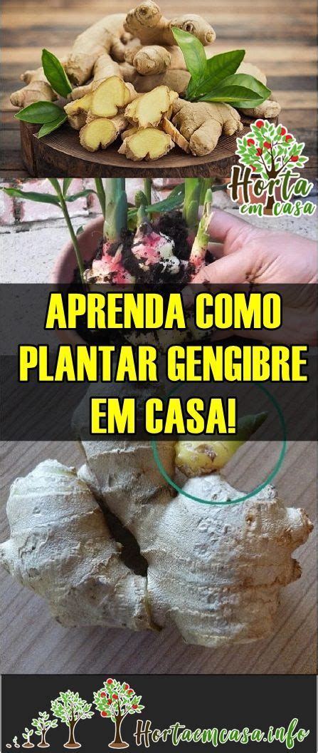 Como Plantar Gengibre Em Casa Plantio Cultivo E Colheita