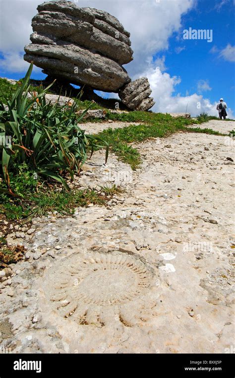 Ammonites In Limestone Hi Res Stock Photography And Images Alamy