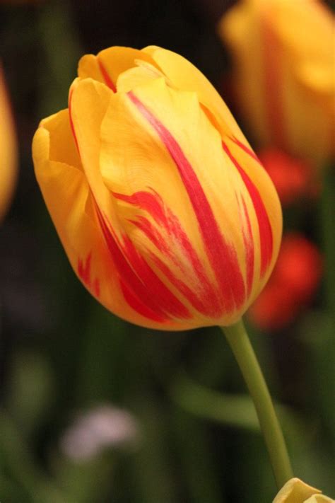 Yellow And Red Striped Tulip By CASPER1830 On DeviantART Tulips