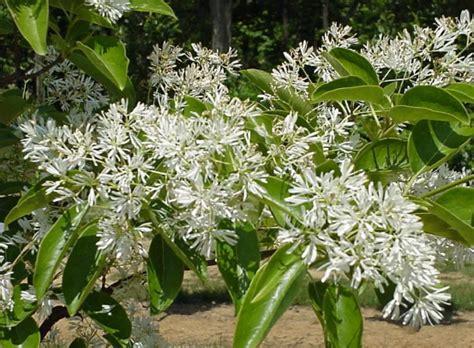 Химонантус — выращивание и уход, покупка | Global Flowers