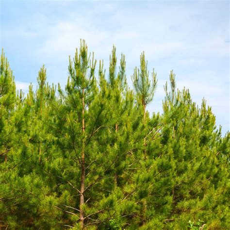 Loblolly Pine Trees for Sale – FastGrowingTrees.com