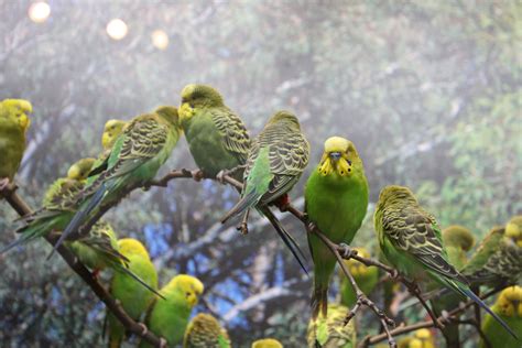 Budgies Fly From One Oasis To Another In The Australian Outback When