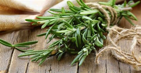 Rosemary Benefits Properties Dosage And Side Effects