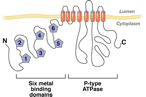 Could Atp7b Export Cui At The Tight Junctions And The Apical Membrane