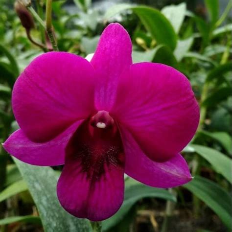 Jual Anggrek Dendrobium Giant Red Versi 2 Di Lapak Kirana Olshop