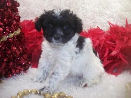 Shorkie poo Puppies For Sale