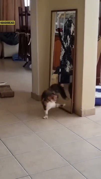 Hilarious Crazy Cats 😸😸 Funnycat Funnycats Catsoftiktok Cattok