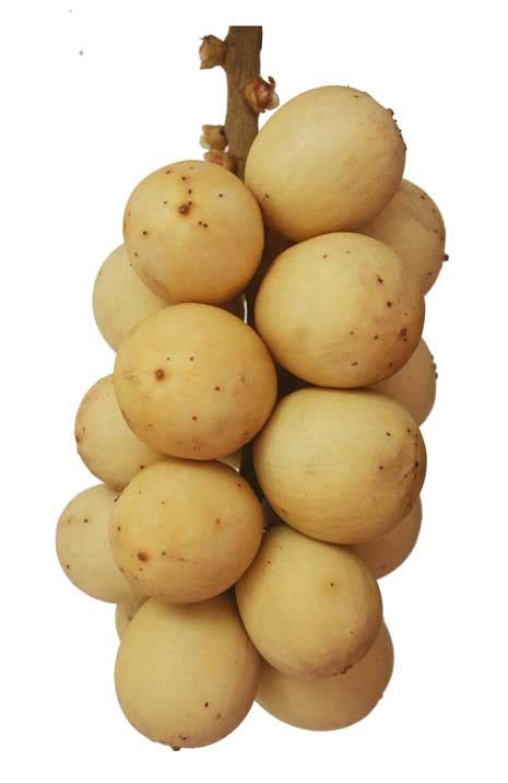Lansones / Lansium parasiticum Correa: / Langsat: Philippine ...