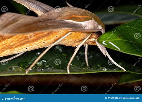 Tersa Sphinx Stock Photo Image Of Large Moth Sphinx 195650124