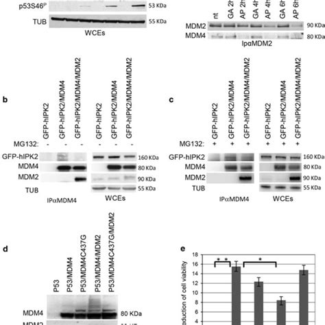 Mdm4 Dissociates From Mdm2 And Promotes Hipk2p53 Functional