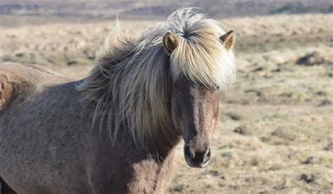 Icelandic Horse Breed Profile - Helpful Horse Hints